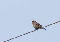 Western Bluebird - Sialia mexicana