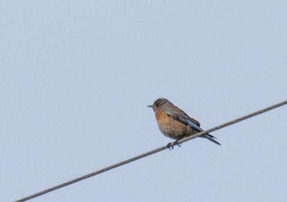 Western Bluebird - Sialia mexicana