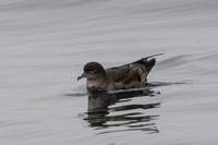Short-tailed Shearwater - Ardenna tenuirostris