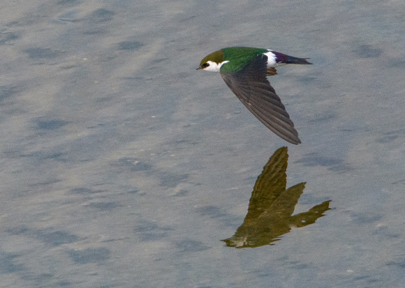 Violet-green Swallow - Tachycineta thalassina
