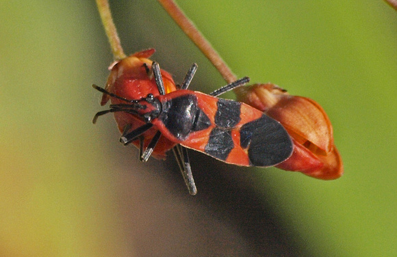 Large milkweed bug -Oncopeltus fasciatus