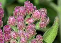 California buckwheat - Eriogonum fasciculatum foliolosum