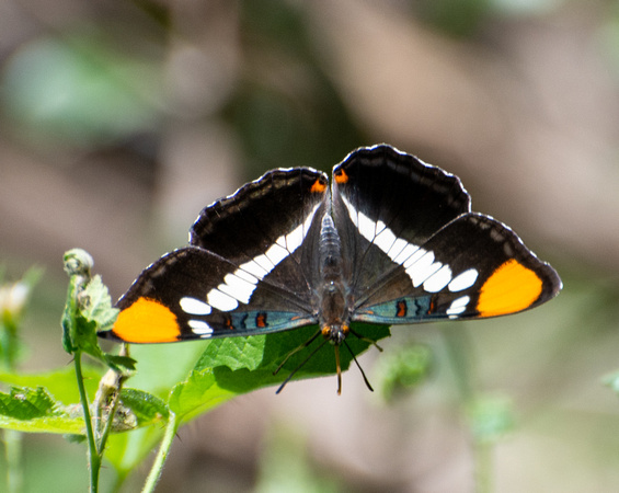 California sister - Adelpha californica