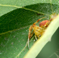 Spotted orbweaver - Neoscona sp.