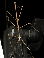 Gray Walkingstick - Pseudosermyle (straminea?)