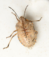 African cluster bug - Agonoscelis puberula