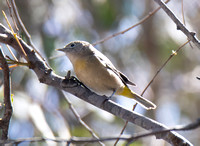 Virginia's Warbler - Leiothlypis virginiae