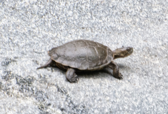 Western Pond Turtle - Actinemys marmorata