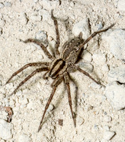 Grass spider - Agelenopsis aperta