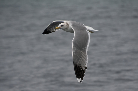 California Gull - Larus californicus