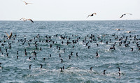 Brandt's Cormorant - Urile penicillatus