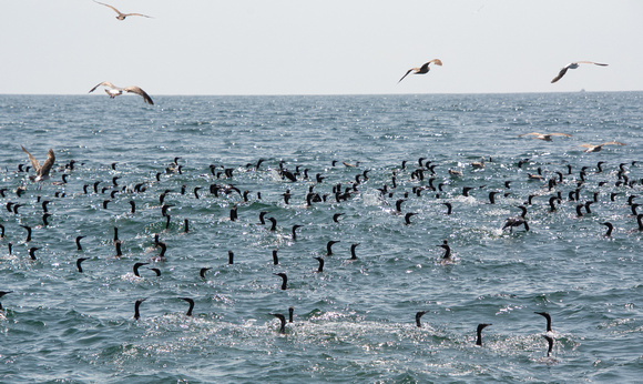 Brandt's Cormorant - Urile penicillatus