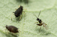 Melon aphid - Aphis gossypii with parasitic wasp