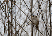 White-crowned Sparrow - Zonotrichia leucophyrs