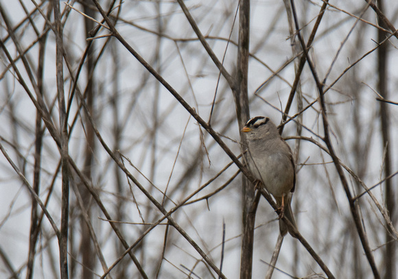 White-crowned Sparrow - Zonotrichia leucophyrs