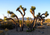 Joshua tree - Yucca brevifolia