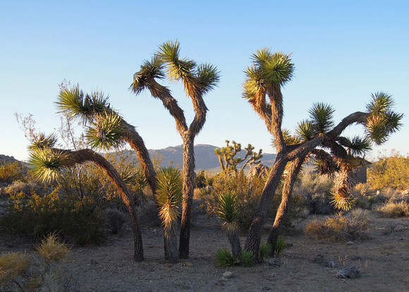 Joshua tree - Yucca brevifolia