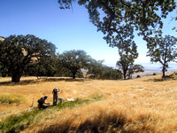 Invertebrate BioBlitz Tejon Ranch, CA - Oct 2017