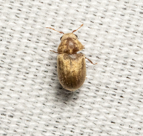 Beetle - Family Ptinidae