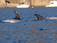 Risso's dolphin - Grampus griseus