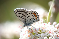 Bernardino Blue - Euphilotes bernardino