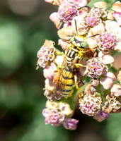 Beewolf - Philanthus sp.