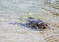 Harbor seal - Phoca vitulina