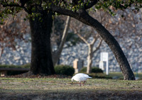 Ross's Goose - Chen rossii