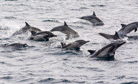 Long-beaked common dolphin - Delphinus capensis