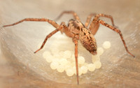 Ghost spider - Anyphaena pacifica