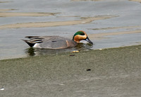 American Wigeon x Green-winged Teal (hybrid)