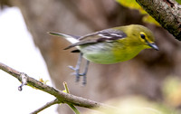 Yellow-throated Vireo - Vireo flavifrons
