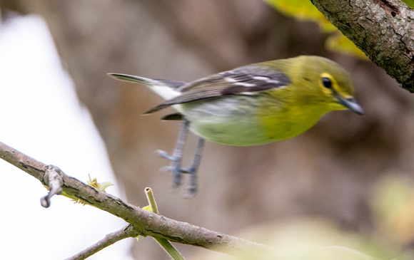 Yellow-throated Vireo - Vireo flavifrons