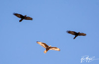 Ferruginous Hawk - Buteo regalis (dark morph)