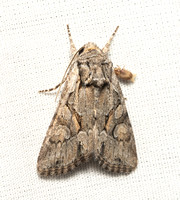 Noctuid moth - Lacinipolia acutipennis