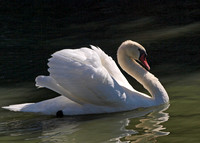 Mute Swan - Cygnus olor