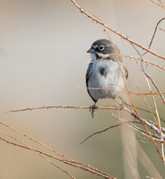 Bell's Sparrow - Artemisiospiza belli