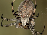 Western spotted orb weaver - Neoscona oaxacensis