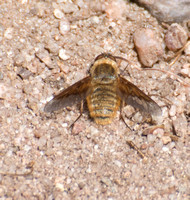 Bee fly - Paravilla (syrtis?)