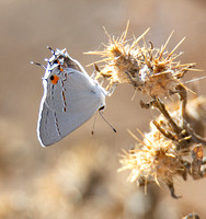 Gray hairstreak - Strymon melinus