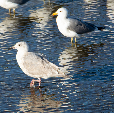 Glaucous-winged Gull - Larus glaucescens