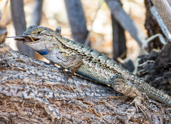 Western Fence Lizard - Sceloporus occidentalis