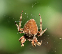 Orb weaver - Araneus gemma