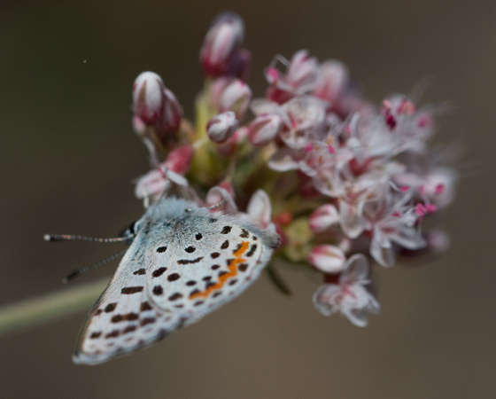 Bernardino Blue - Euphilotes bernardino