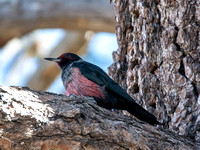 Lewis's Woodpecker - Melanerpes lewis