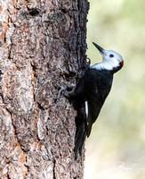 White-headed Woodpecker - Dryobates albolarvatus