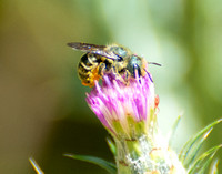 Mason bee - Osmia sp.