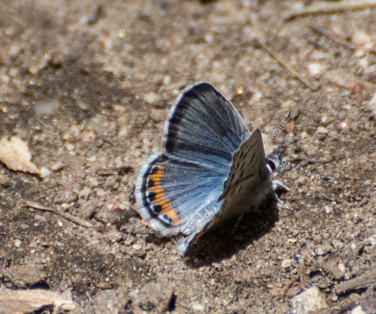 Bernardino Blue - Euphilotes bernardino