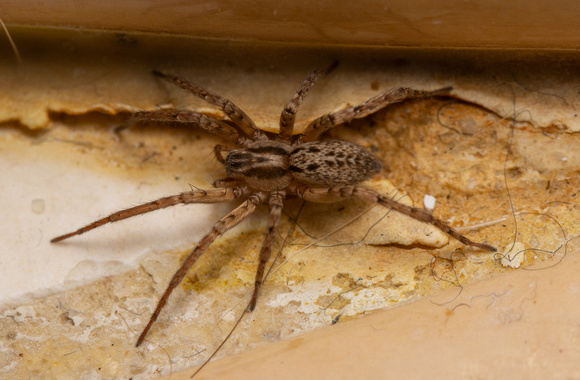 Ghost spider - Anyphaena sp.