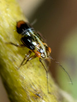 Tipu psyllid - Platycorypha nigrivirga